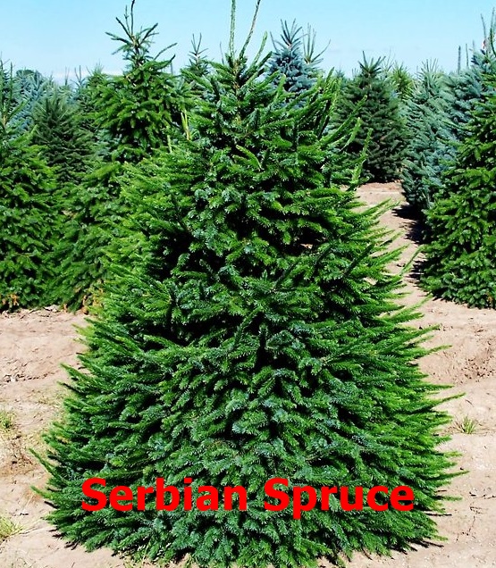 Ricks Christmas Trees | 401 Main St, Grafton, OH 44044, USA | Phone: (440) 346-7252