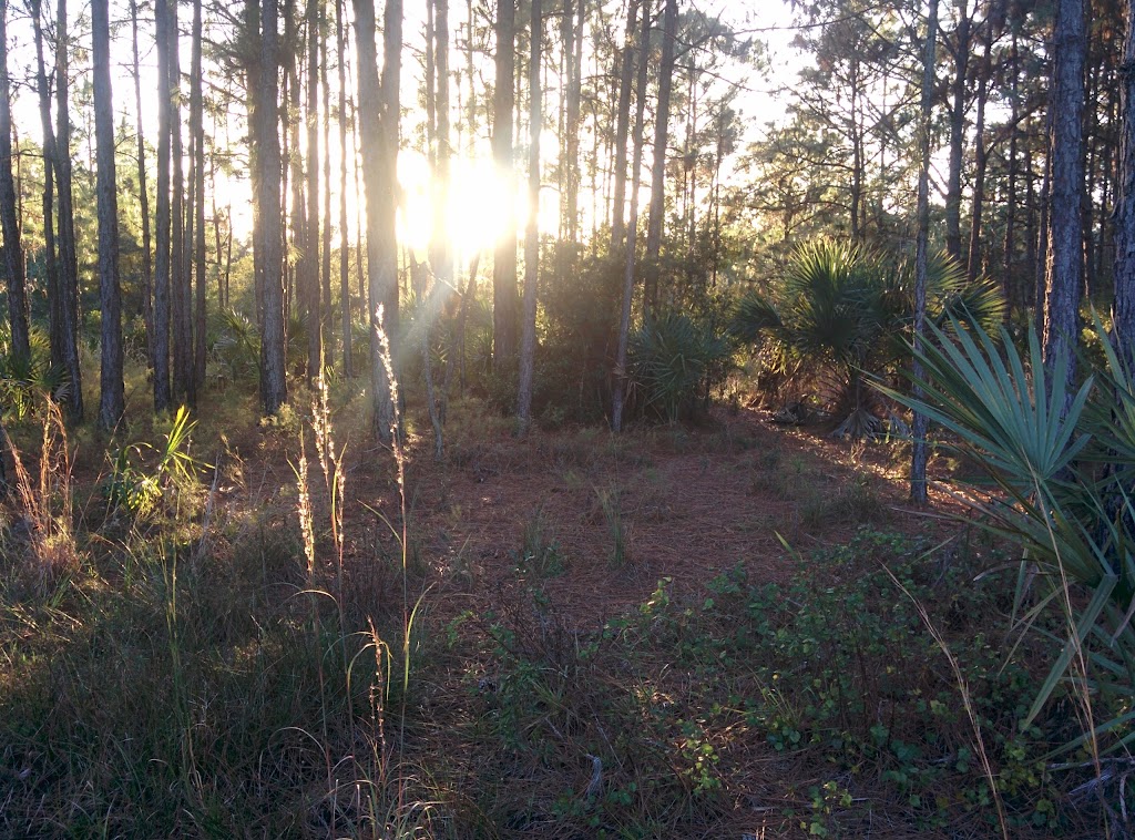 Town N Country Nature Preserve | 8304 Montague St, Tampa, FL 33635 | Phone: (813) 264-8513
