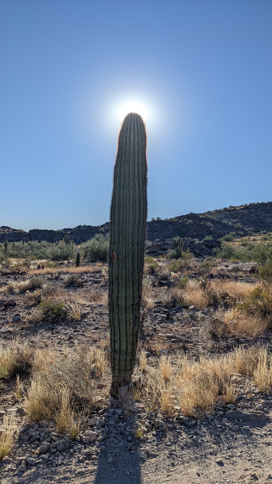 Cactus Adventures | 8000 Arizona Grand Pkwy, Phoenix, AZ 85044, USA | Phone: (480) 688-4743