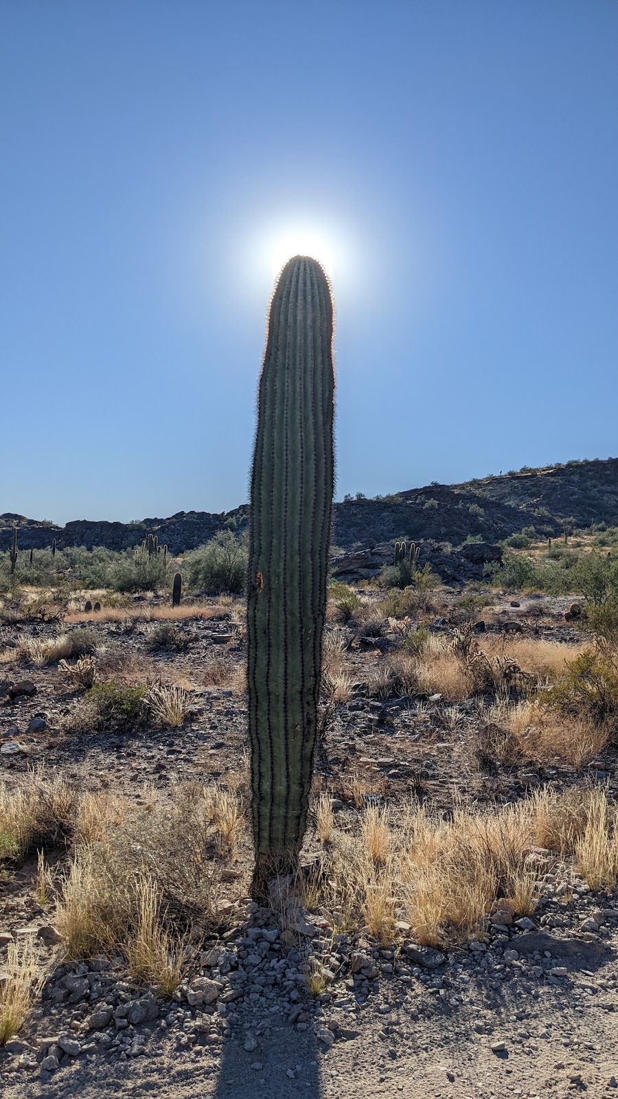 Cactus Adventures | 8000 Arizona Grand Pkwy, Phoenix, AZ 85044 | Phone: (480) 688-4743