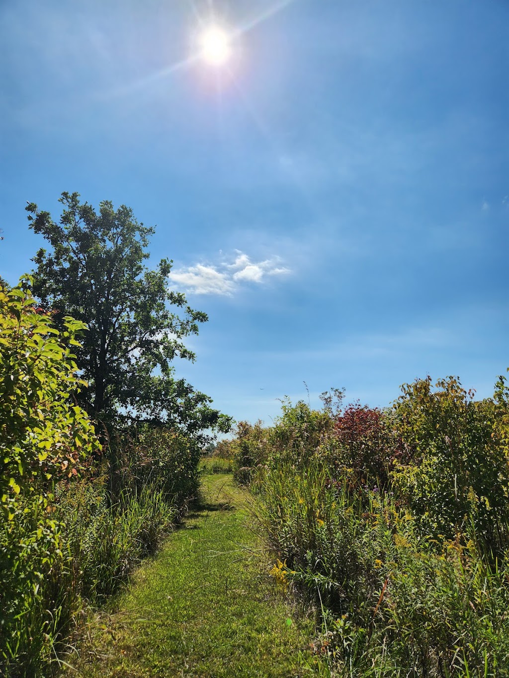 Fogwell Forest - ACRES Land Trust | 9630 Whippoorwill Dr, Fort Wayne, IN 46809, USA | Phone: (260) 637-2273