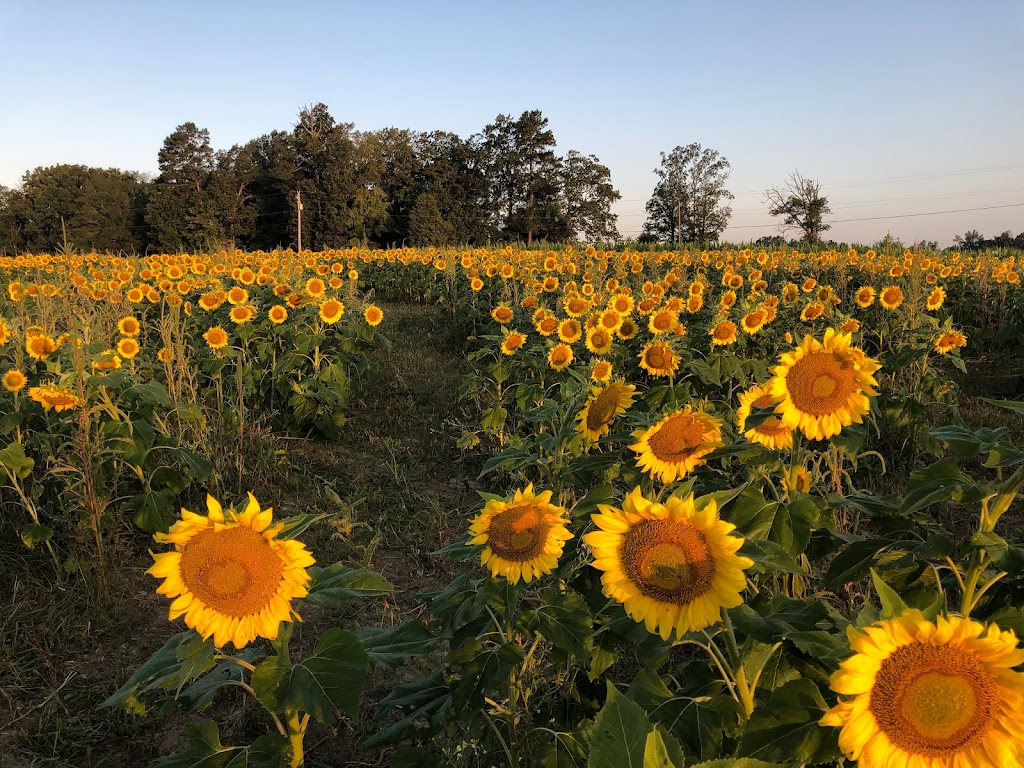 Kersey Valley Sunflower Extravaganza | 6820 Cecil Farm Rd, Archdale, NC 27263, USA | Phone: (336) 431-1700