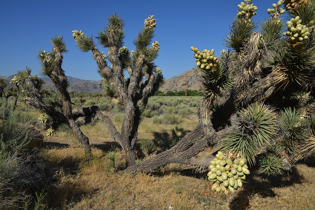 Canebrake Ecological Reserve | 27391 CA-178, Onyx, CA 93255, USA | Phone: (559) 243-4014