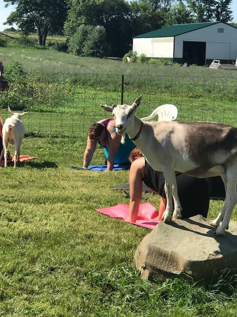 Have Ya Herd Goat Yoga & Corn Maze | 517 County Rd Ss, Roberts, WI 54023, USA | Phone: (612) 816-0722