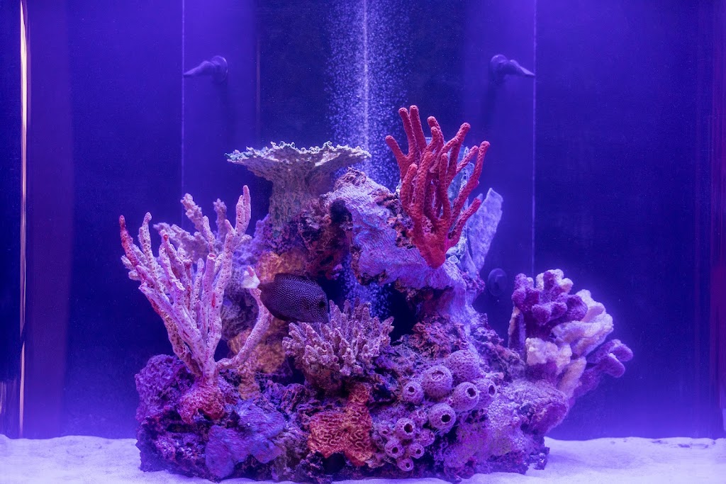 Reefstar Aquatics | 16153 Leadwell St, Lake Balboa, CA 91406, USA | Phone: (818) 779-1075