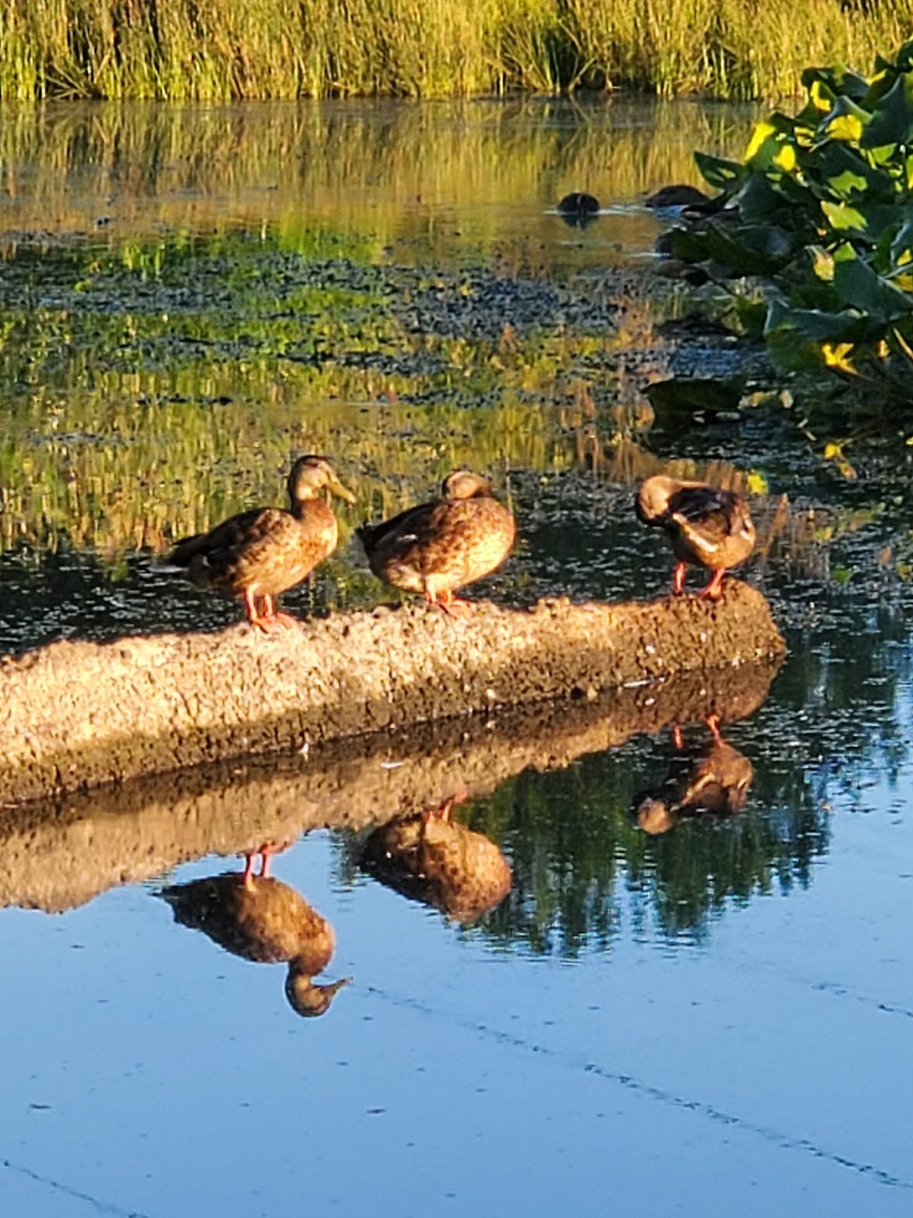 Bethany Lake Park | 5061 NW 185th Ave, Portland, OR 97229, USA | Phone: (503) 645-6433