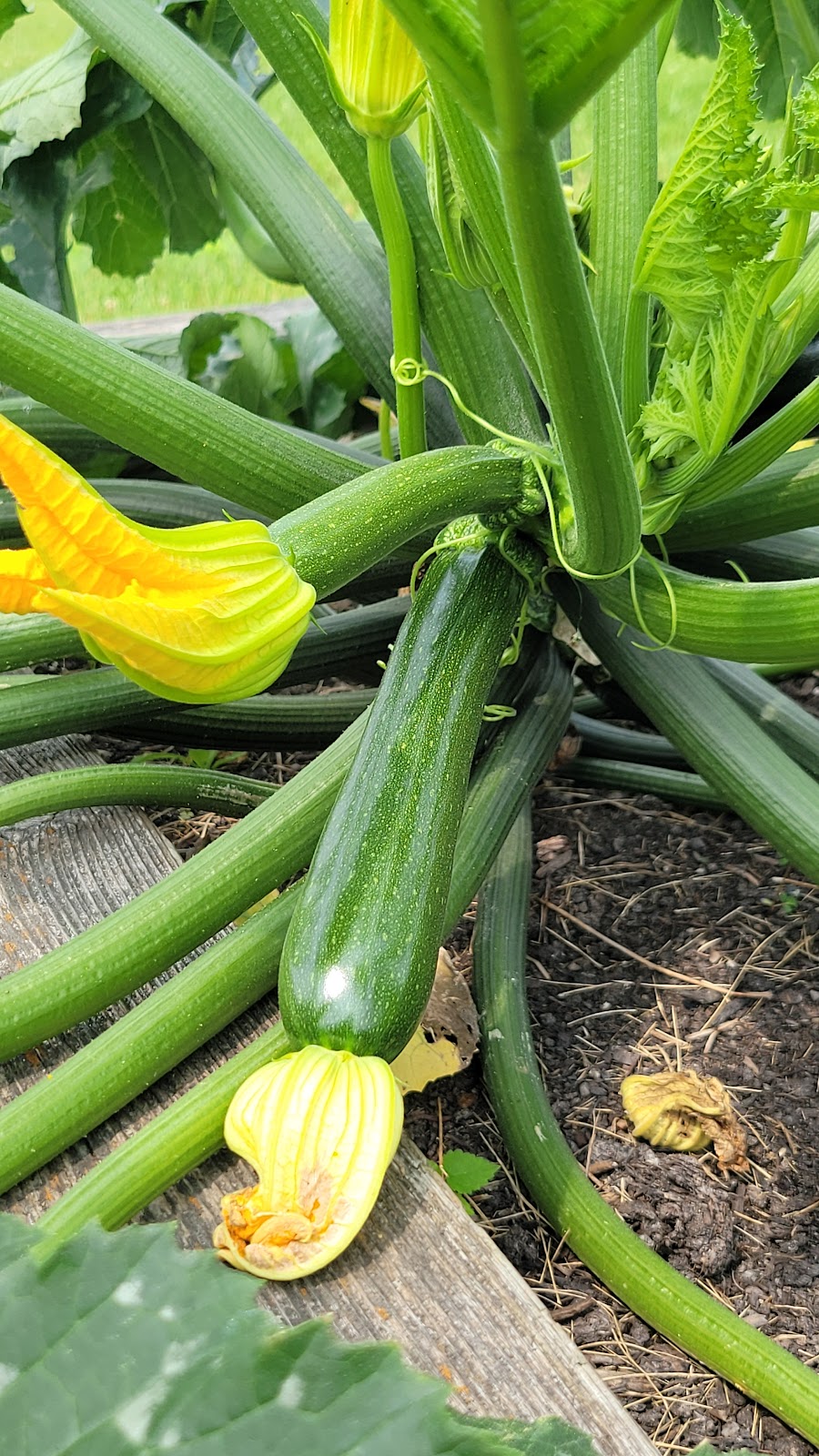 Small Ville Learning Farms | 5862 Malcolm St, Detroit, MI 48213, USA | Phone: (313) 721-8220