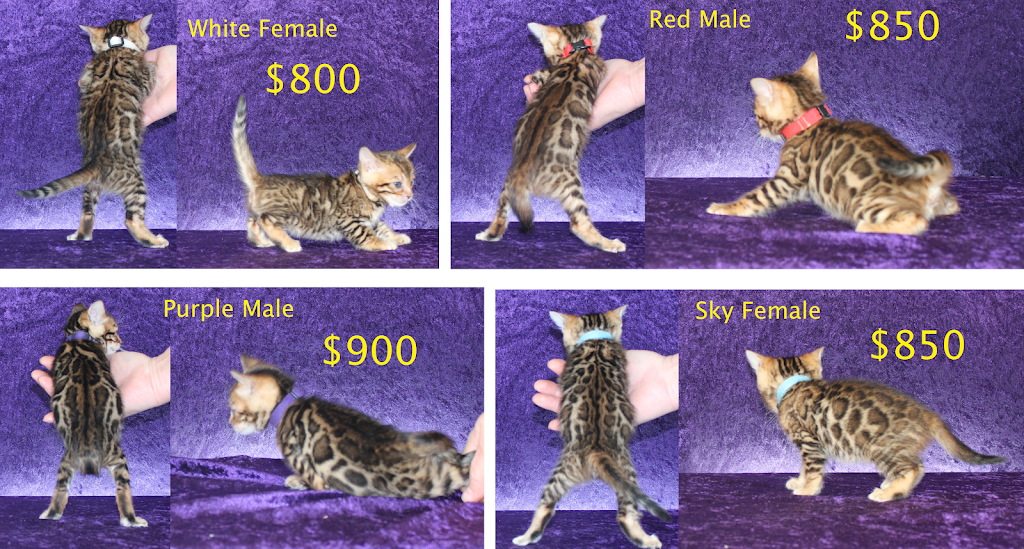 Honey Creek Cats | 20550 Shadow Ave, Honey Creek, IA 51542, USA | Phone: (712) 310-1873