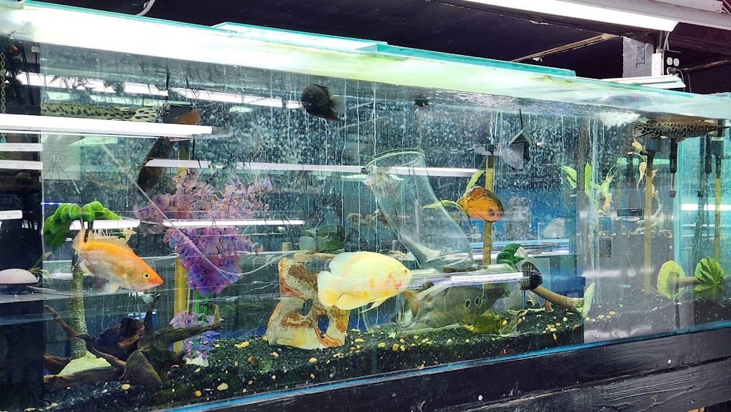 Aquarium Outfitters Carolina | 823 S Main St, Wake Forest, NC 27587, USA | Phone: (919) 556-8335