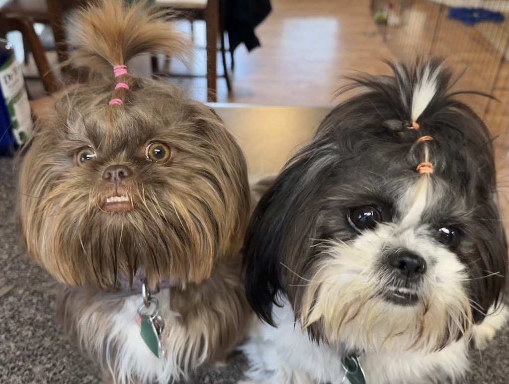 Kendall County Veterinary Center | 141 TX-46, Boerne, TX 78006, USA | Phone: (830) 336-2041