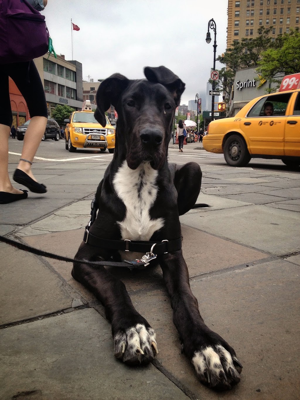 King Pup | 27 Loisaida Ave #3A, New York, NY 10009, USA | Phone: (917) 683-2229