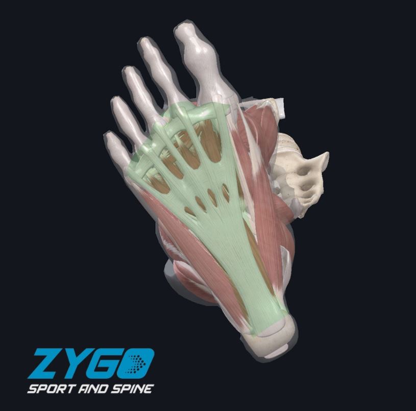 Zygo Sport and Spine | 10824 E Crystal Falls Pkwy #302C, Leander, TX 78641, USA | Phone: (512) 270-8351