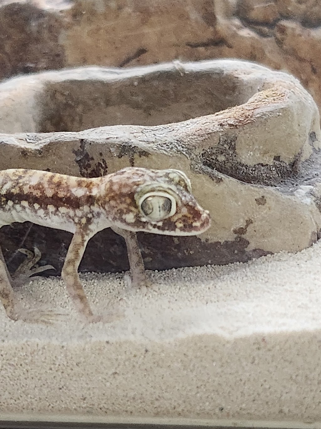 La Habra Exotic Pets | 1919 W La Habra Blvd, La Habra, CA 90631, USA | Phone: (562) 697-7110