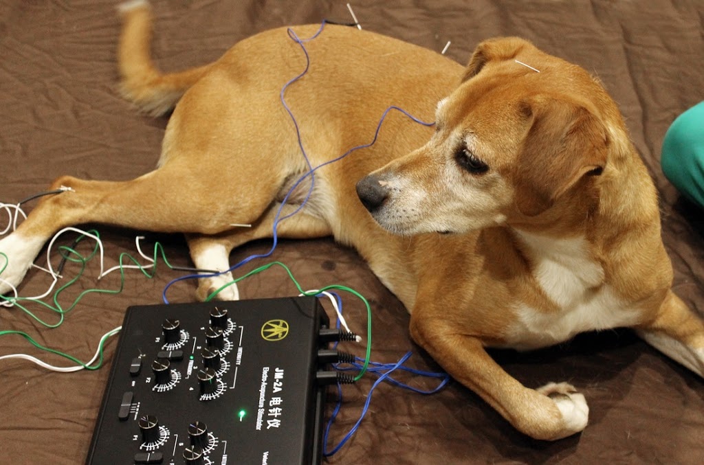 Holistic Veterinary Care | 1671 Park Rd Suite 14, Fort Wright, KY 41011, USA | Phone: (859) 331-2541