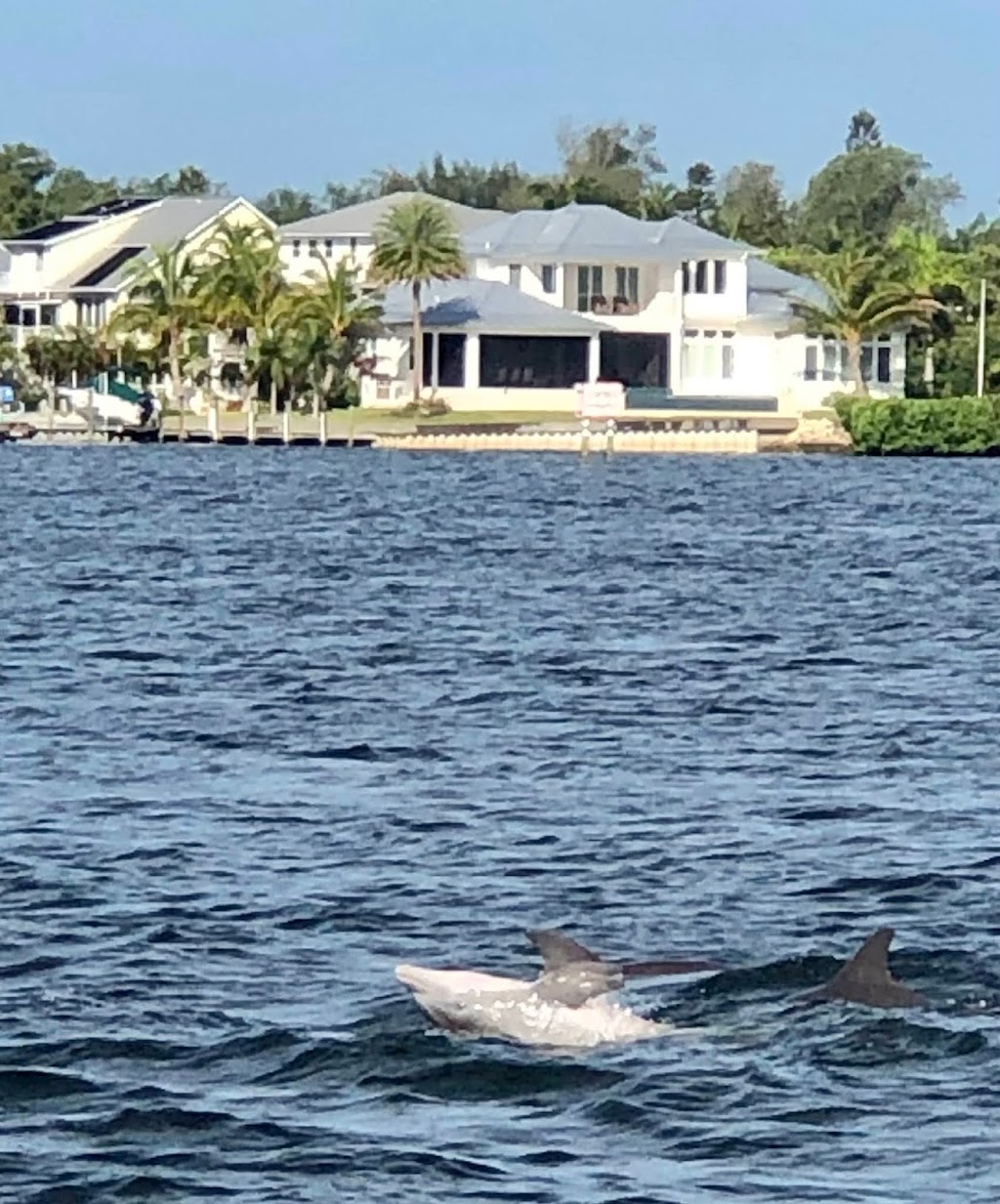 Anna Maria Island Dolphin Tours | 5325 Marina Dr, Holmes Beach, FL 34217, USA | Phone: (941) 281-3461