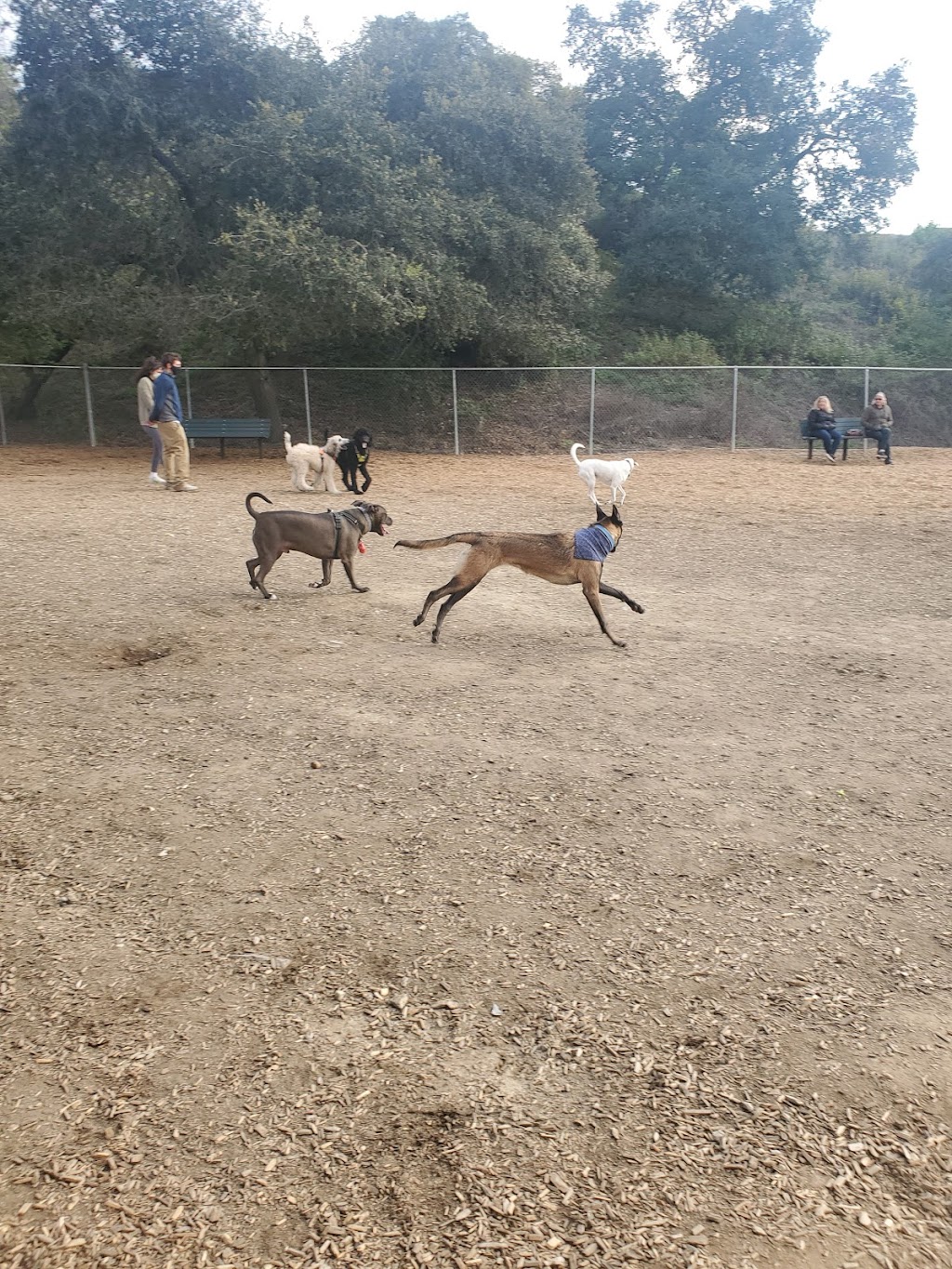 Pantera Dog Park | 738 Pantera Dr, Diamond Bar, CA 91765, USA | Phone: (909) 839-7070