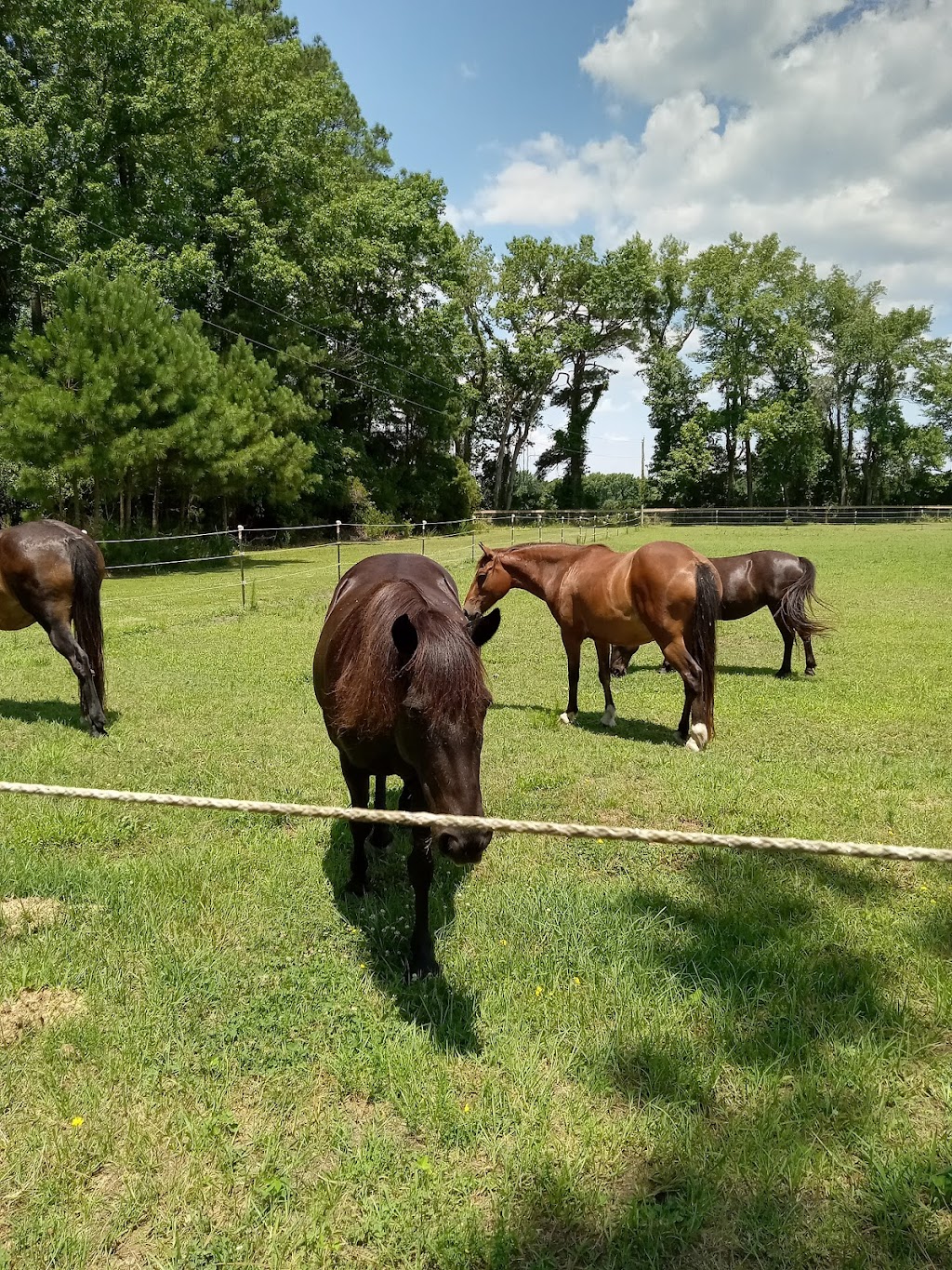 Corolla Wild Horse Fund | 1130 E, Corolla Village Rd, Corolla, NC 27927, USA | Phone: (252) 453-8002