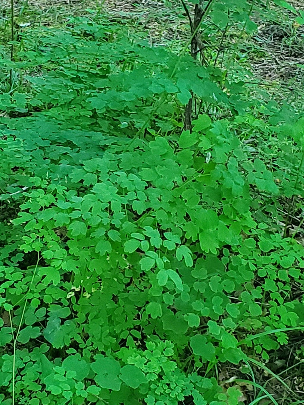 TreeSong Nature Awareness and Retreat Center | 41 Tree Ific Dr W, Washougal, WA 98671, USA | Phone: (360) 837-8733