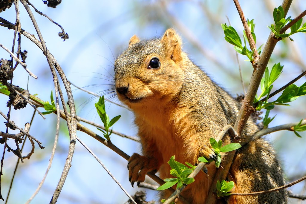 Shipley Nature Center | 17851 Goldenwest St, Huntington Beach, CA 92647, USA | Phone: (714) 842-4772