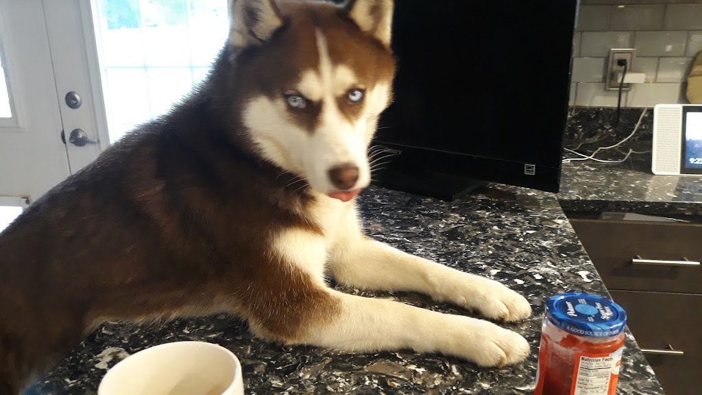 Toronto Veterinary Services | 1415 Franklin St, Toronto, OH 43964, USA | Phone: (740) 537-3057