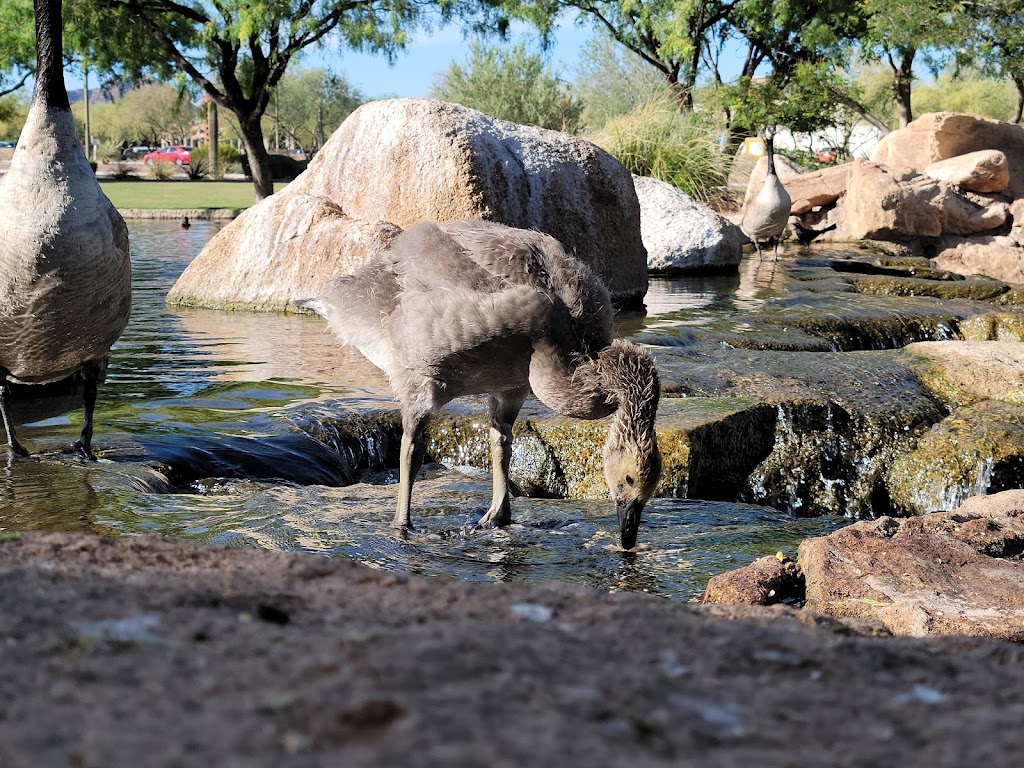 Anthem Community Lakes | Anthem Community Park, Anthem, AZ 85086, USA | Phone: (623) 879-3011