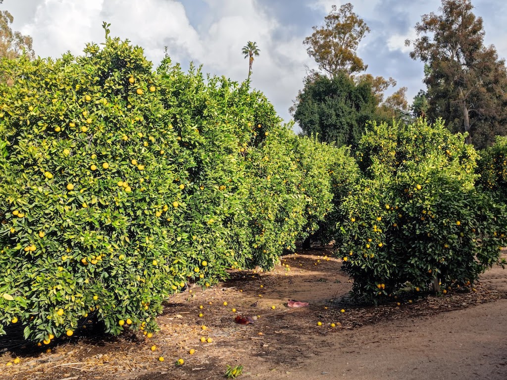 Prospect Park | 1352 Prospect Dr, Redlands, CA 92373, USA | Phone: (909) 798-7655