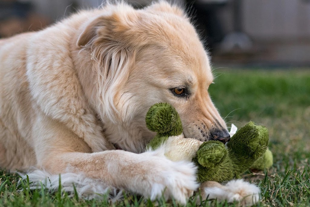 Homeward Bound Golden Retriever Rescue & Sanctuary | 7495 Natomas Rd, Elverta, CA 95626, USA | Phone: (916) 655-1410