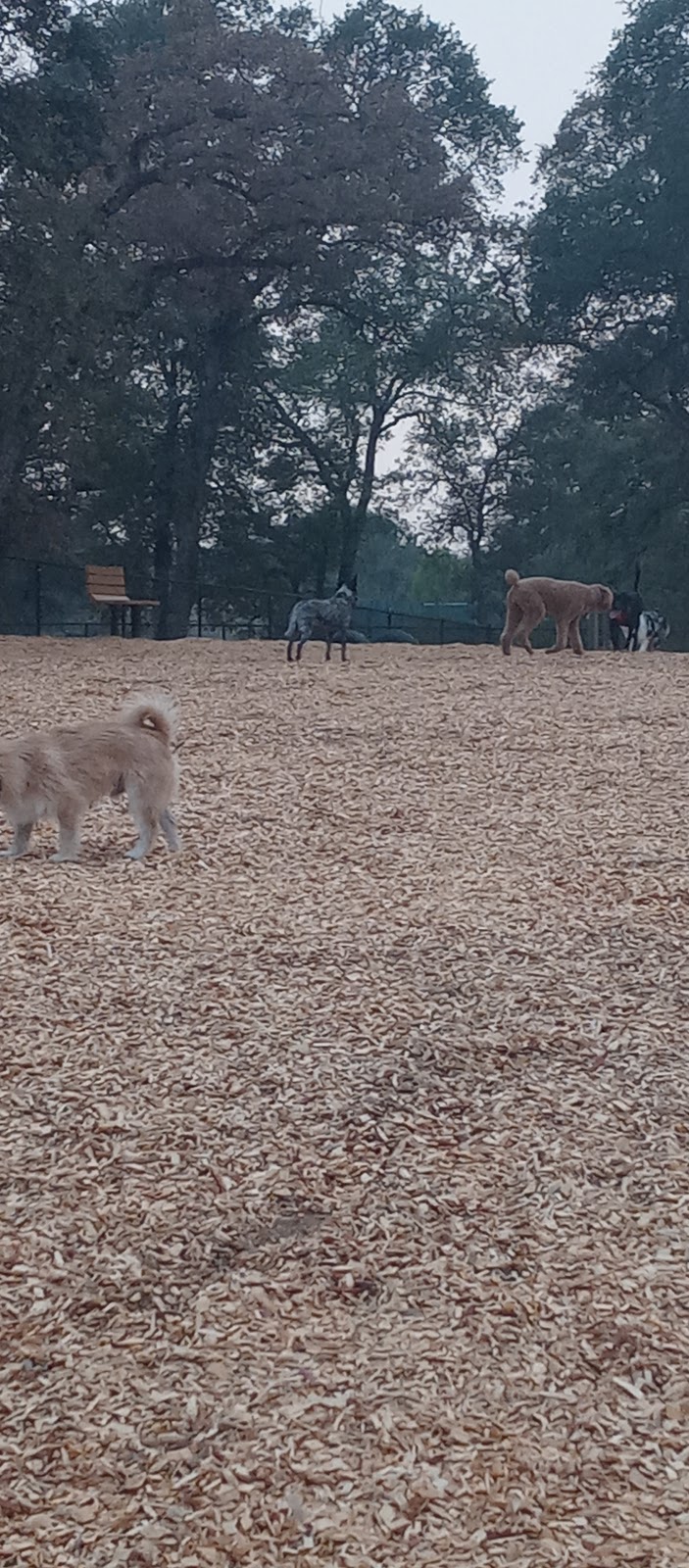 RRUFF Dog Park | 5480 5th St, Rocklin, CA 95677, USA | Phone: (415) 806-2778