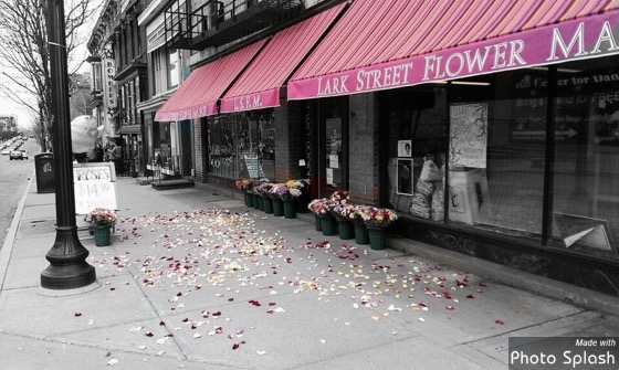 Lark Street Flower Market Inc | NEW LOCATION, 219 Lark St, Albany, NY 12210, USA | Phone: (518) 465-8221