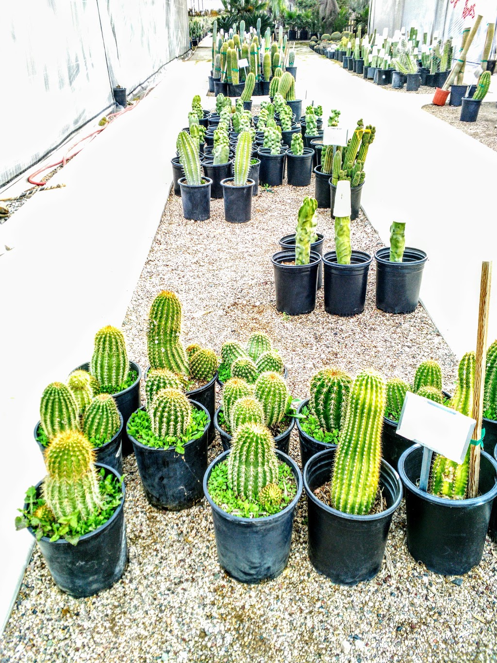 Black Mountain Nursery | 4840 E Dynamite Blvd, Cave Creek, AZ 85331, USA | Phone: (480) 585-3740