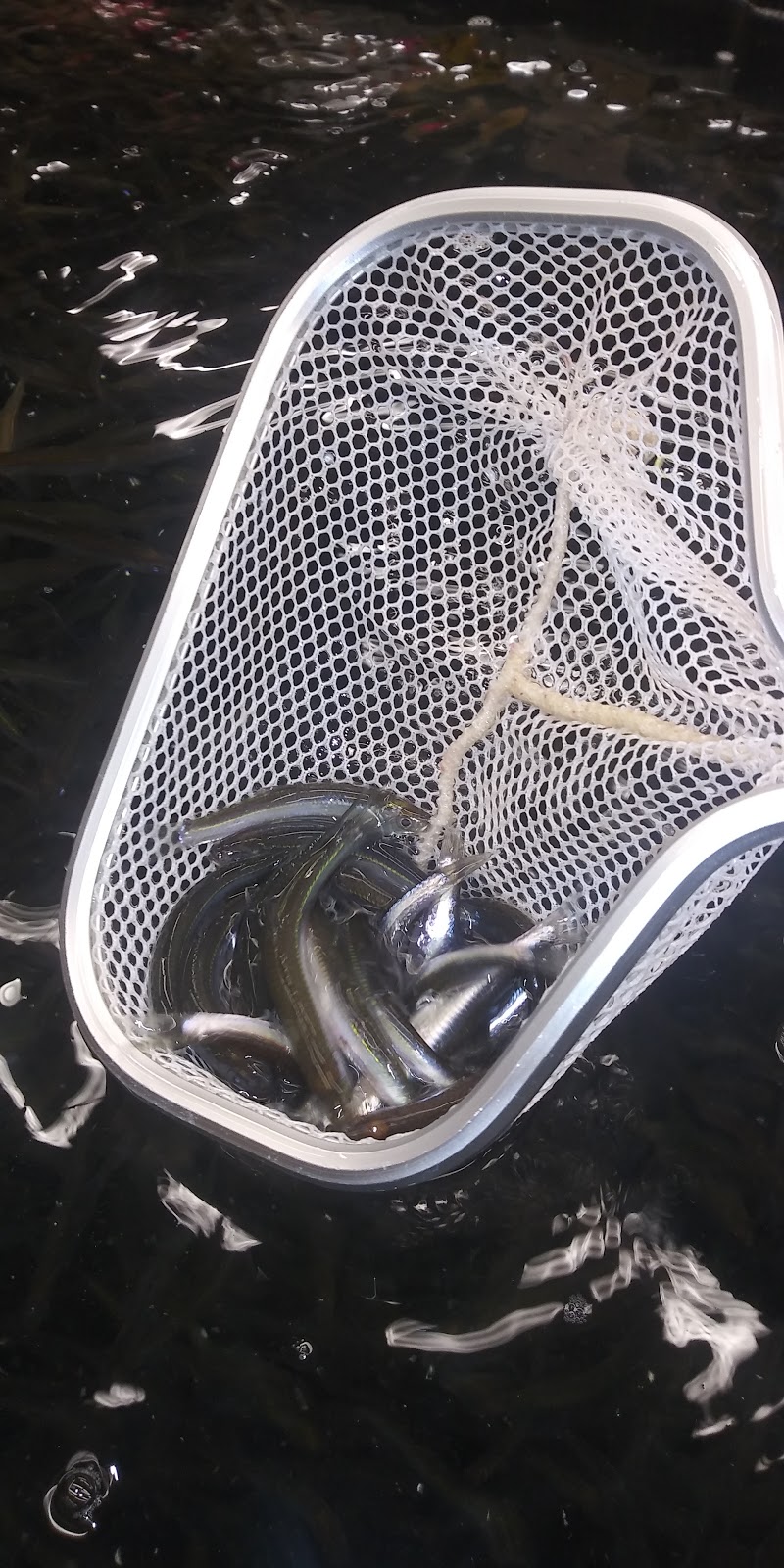 Dip Net Live Bait and Tackle 4464 W Jefferson Ave, Ecorse, MI 48229