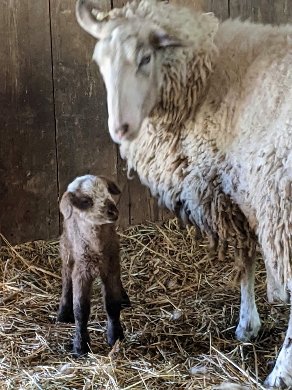 Benton Farm Agricultural Learning Center | 11896 Old Lexington Pike, Walton, KY 41094, USA | Phone: (859) 485-7000