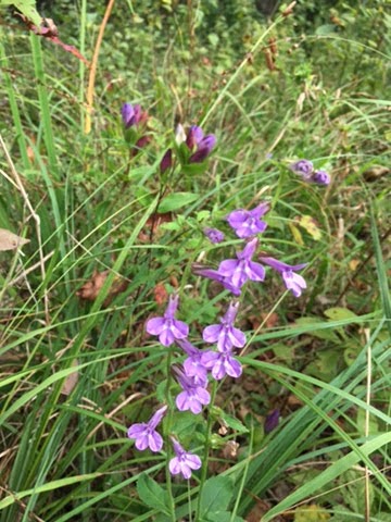 Cherry Orchard Bog Natural Area Preserve | Baxter Rd, Disputanta, VA 23842, USA | Phone: (804) 786-7951