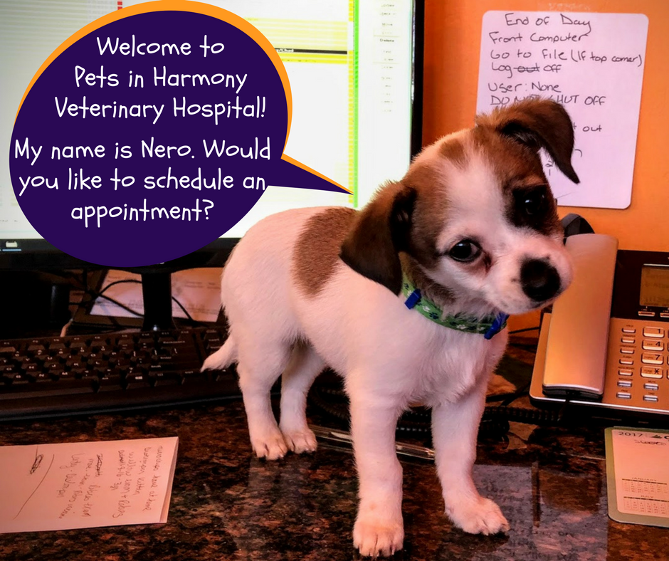 Pets in Harmony Veterinary Hospital | 120 Perry Hwy #1, Harmony, PA 16037, USA | Phone: (724) 473-4738