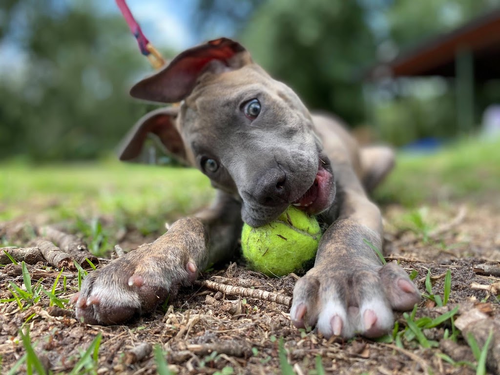 Homemade Hounds Bed & Biscuit | 34 Zibra St, Middleburg, FL 32068, USA | Phone: (904) 203-7314