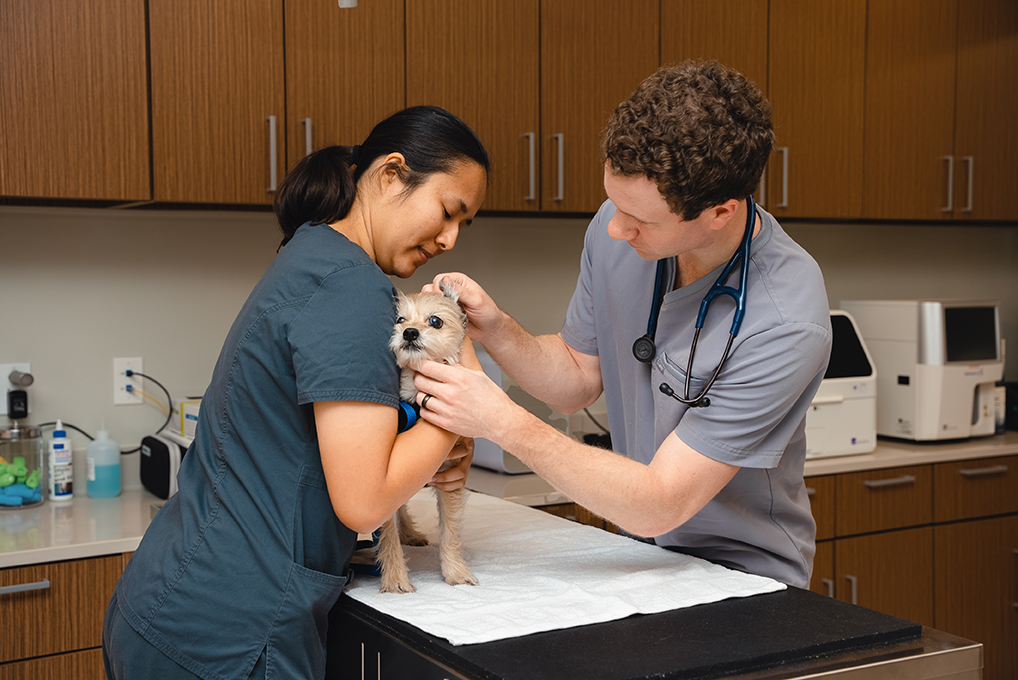 Veterinary Urgent Care - Irvine | 5665 Alton Pkwy, Irvine, CA 92618, USA | Phone: (949) 562-7771