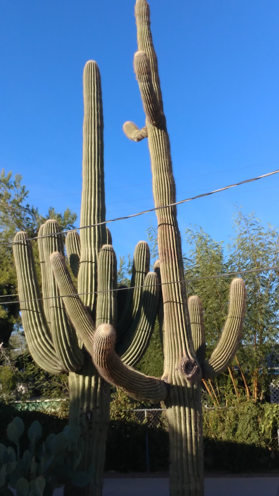 Discover Marana Visitor Center | 13251 N Lon Adams Rd, Marana, AZ 85653, USA | Phone: (520) 639-8040