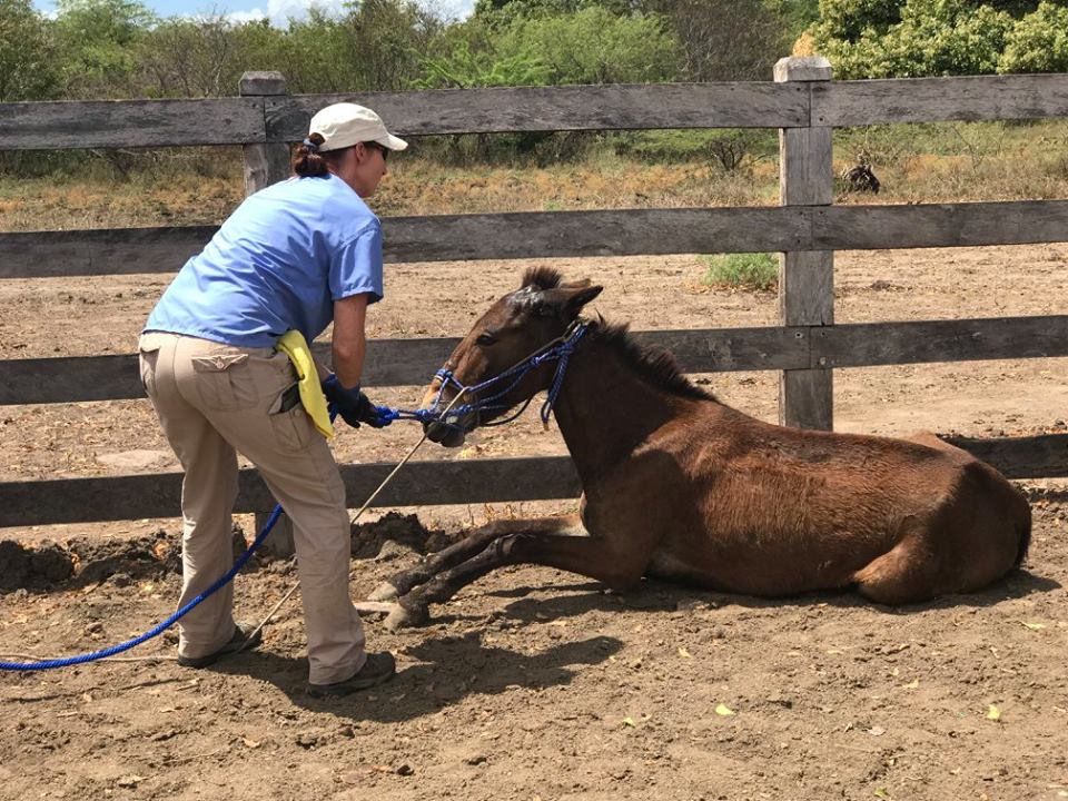 Professional Equine Therapeutic Services | 10212 273rd Ave SE, Monroe, WA 98272, USA | Phone: (360) 794-5409