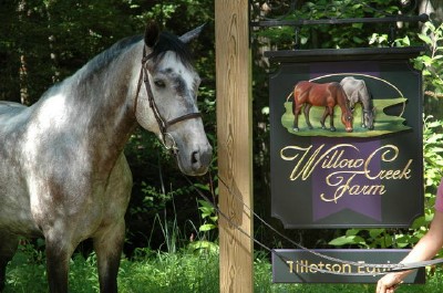 Tillotson Equine Internal Medicine Mobile Services | 2842 Leasburg Rd, Roxboro, NC 27574, USA | Phone: (336) 330-0166