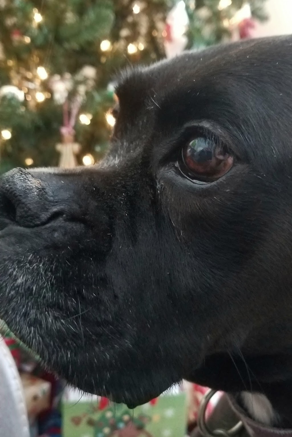 Overland Animal Clinic | 9514 Lackland Rd, Overland, MO 63114, USA | Phone: (314) 427-1515