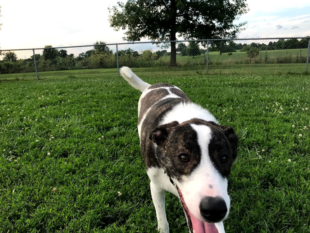 Scott County Dog Park | Cardinal Dr, Georgetown, KY 40324, USA | Phone: (502) 863-7865