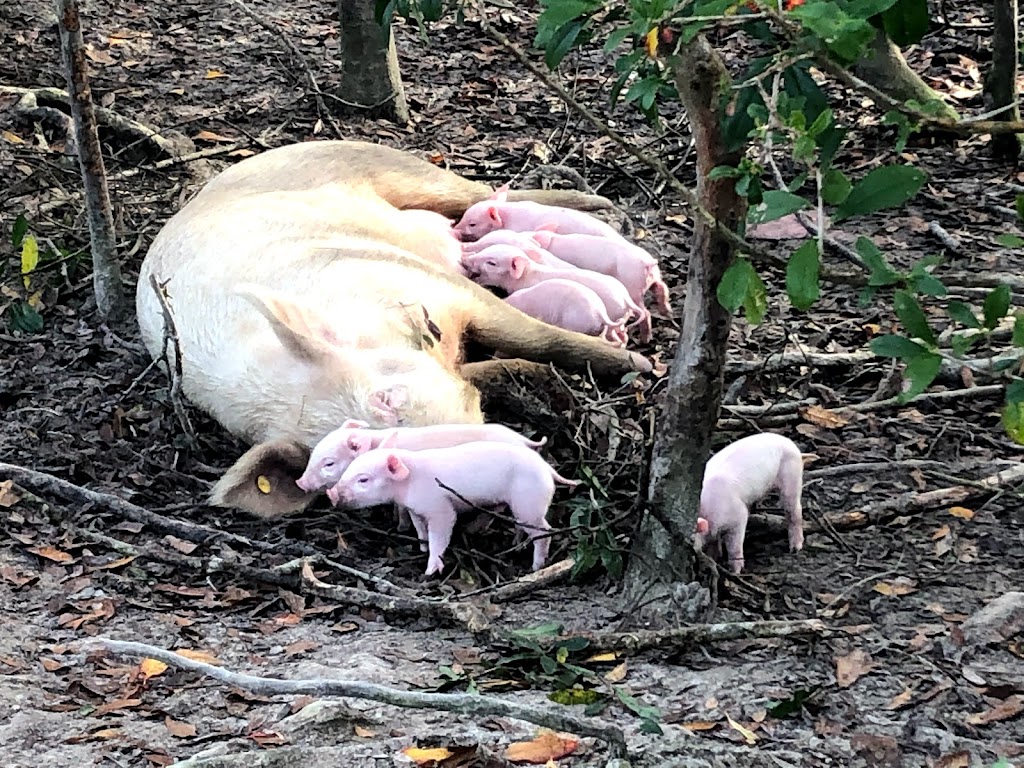 Black Creek Farm llc | 4421 MS-43, Picayune, MS 39466, USA | Phone: (601) 916-1610