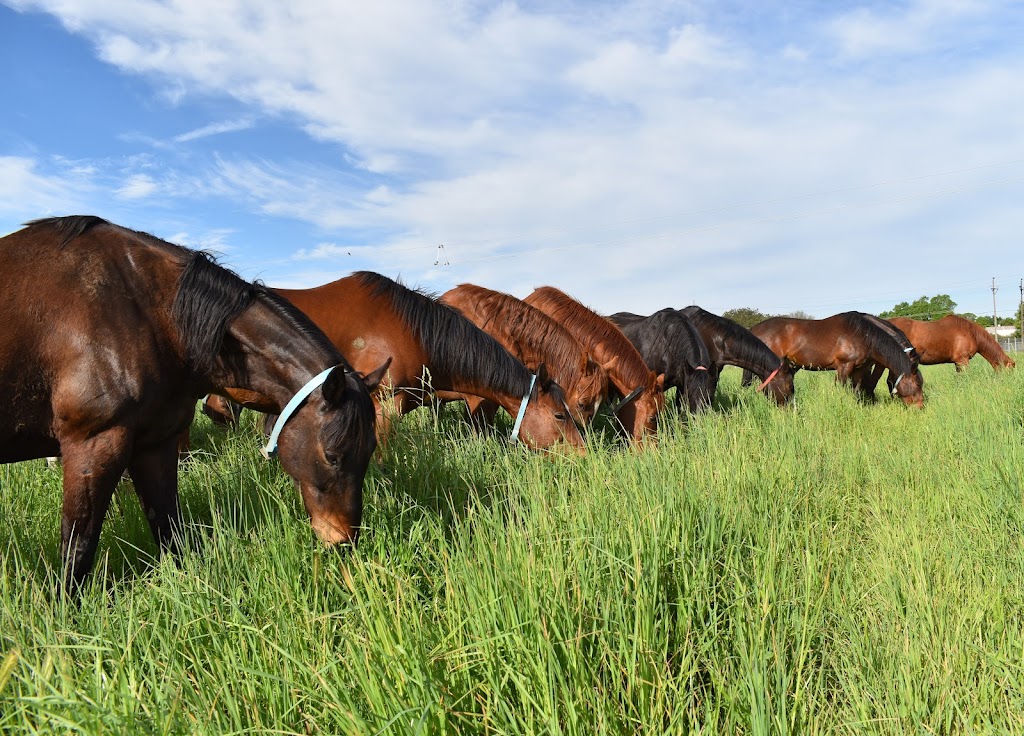 University of California, Davis: Center for Equine Health | 1130 Equine Ln, Davis, CA 95616, USA | Phone: (530) 752-6433