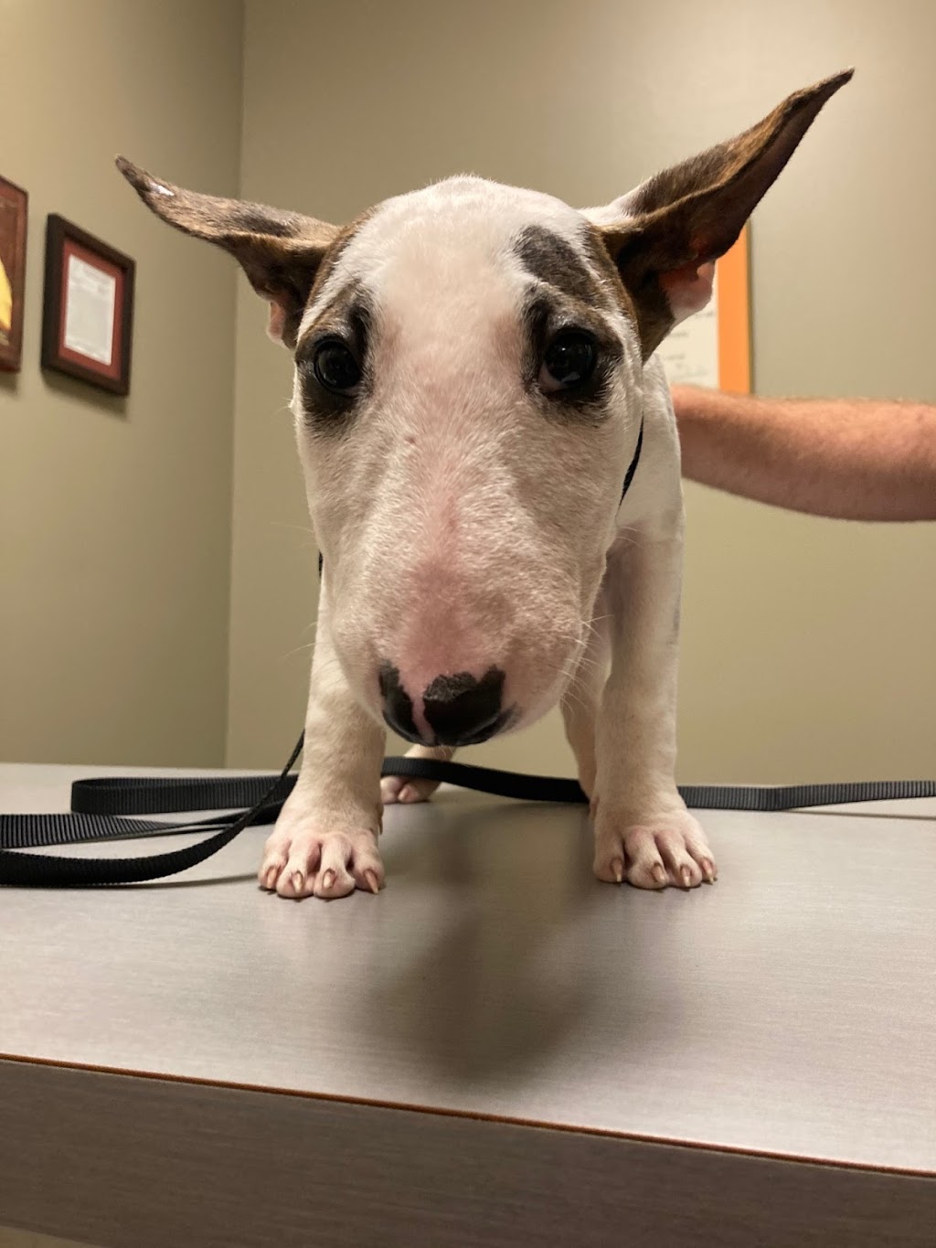 Priest Lake Veterinary Hospital - Nashville Veterinarian | 2445 Morris Gentry Bv, Antioch, TN 37013, USA | Phone: (615) 361-4646