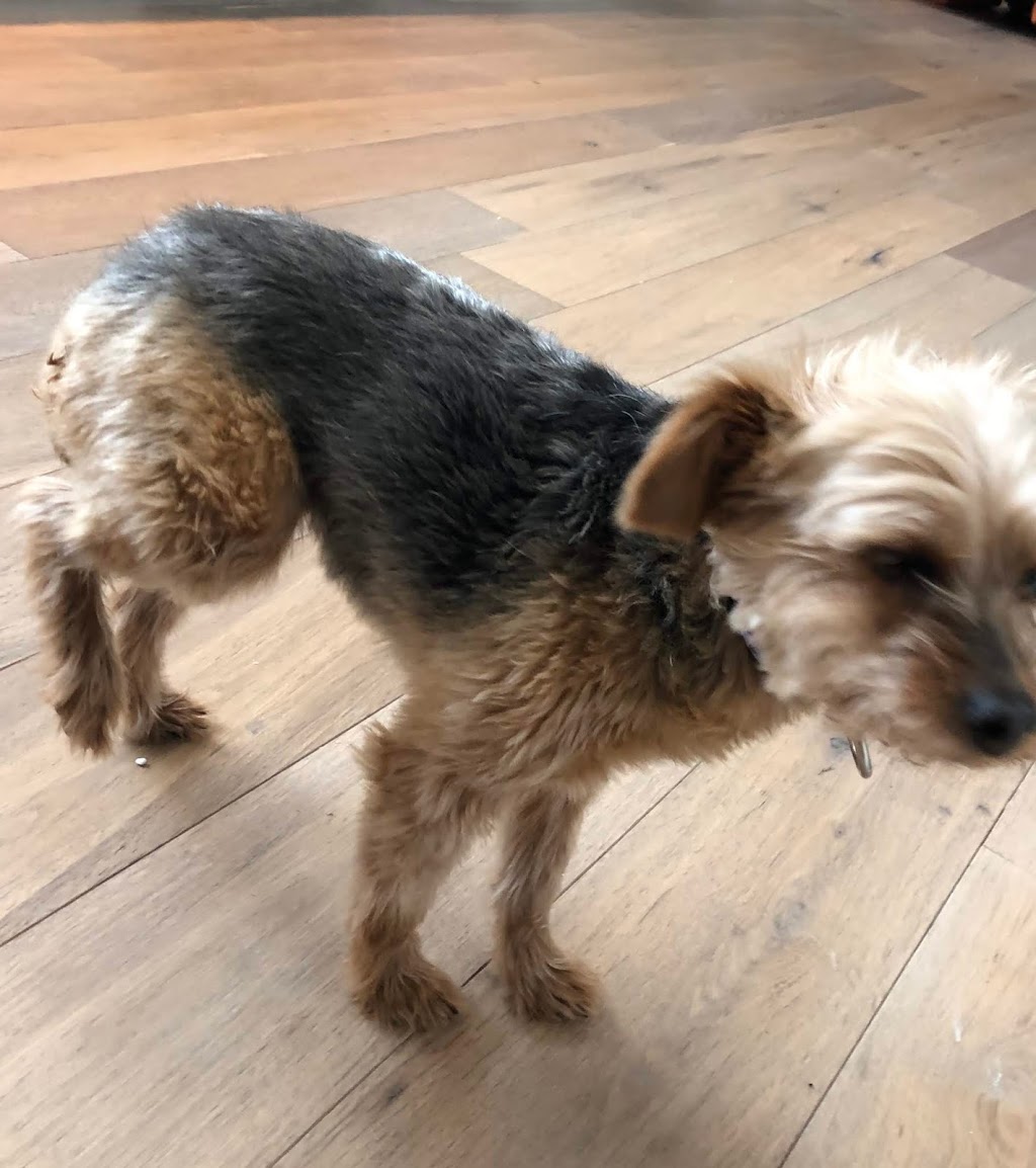 Blue Cross Animal Hospital | 530 E Putnam Ave, Greenwich, CT 06830, USA | Phone: (203) 869-7755