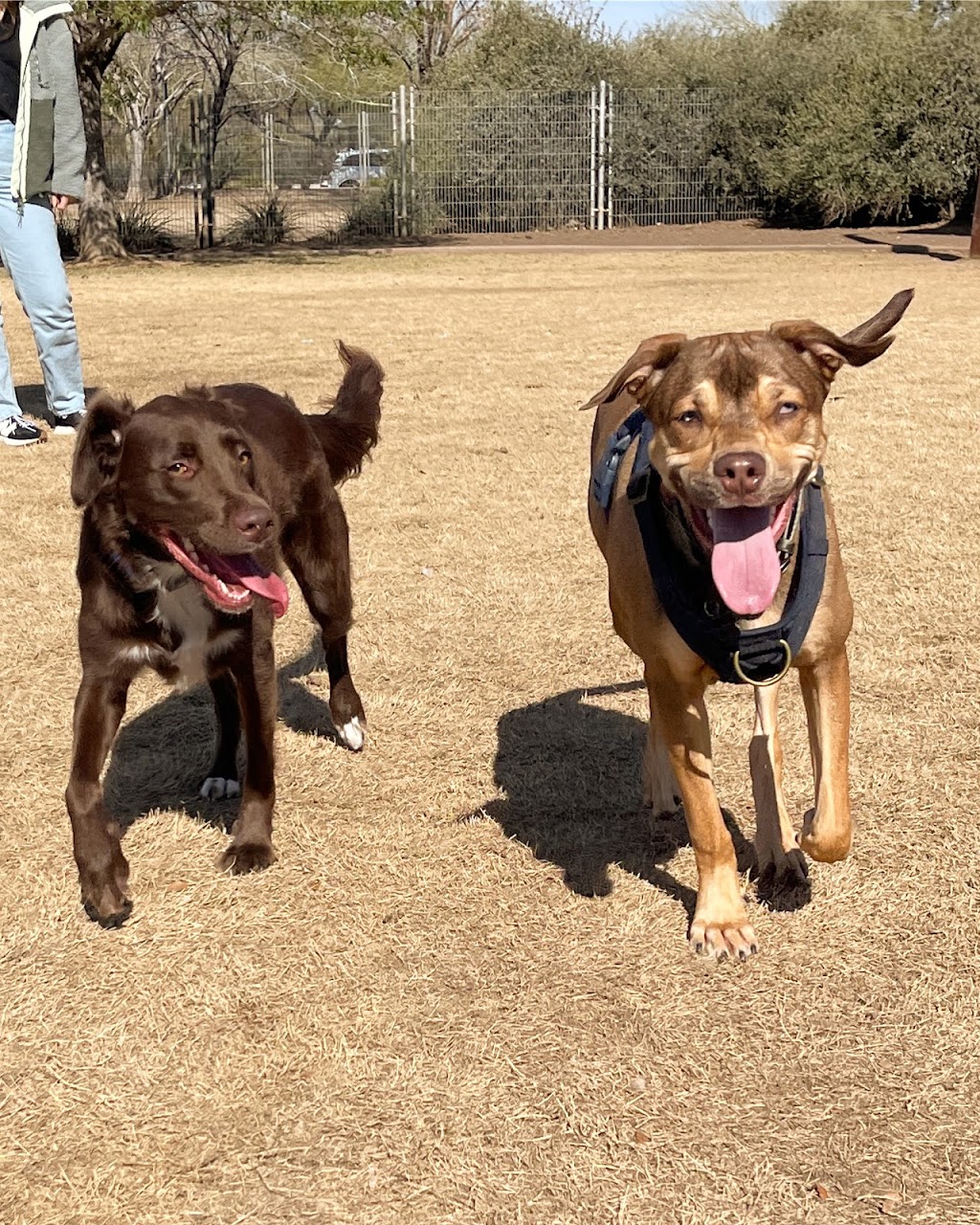 Chaparral Dog Park | 5401 N Hayden Rd, Scottsdale, AZ 85250, USA | Phone: (480) 312-2353