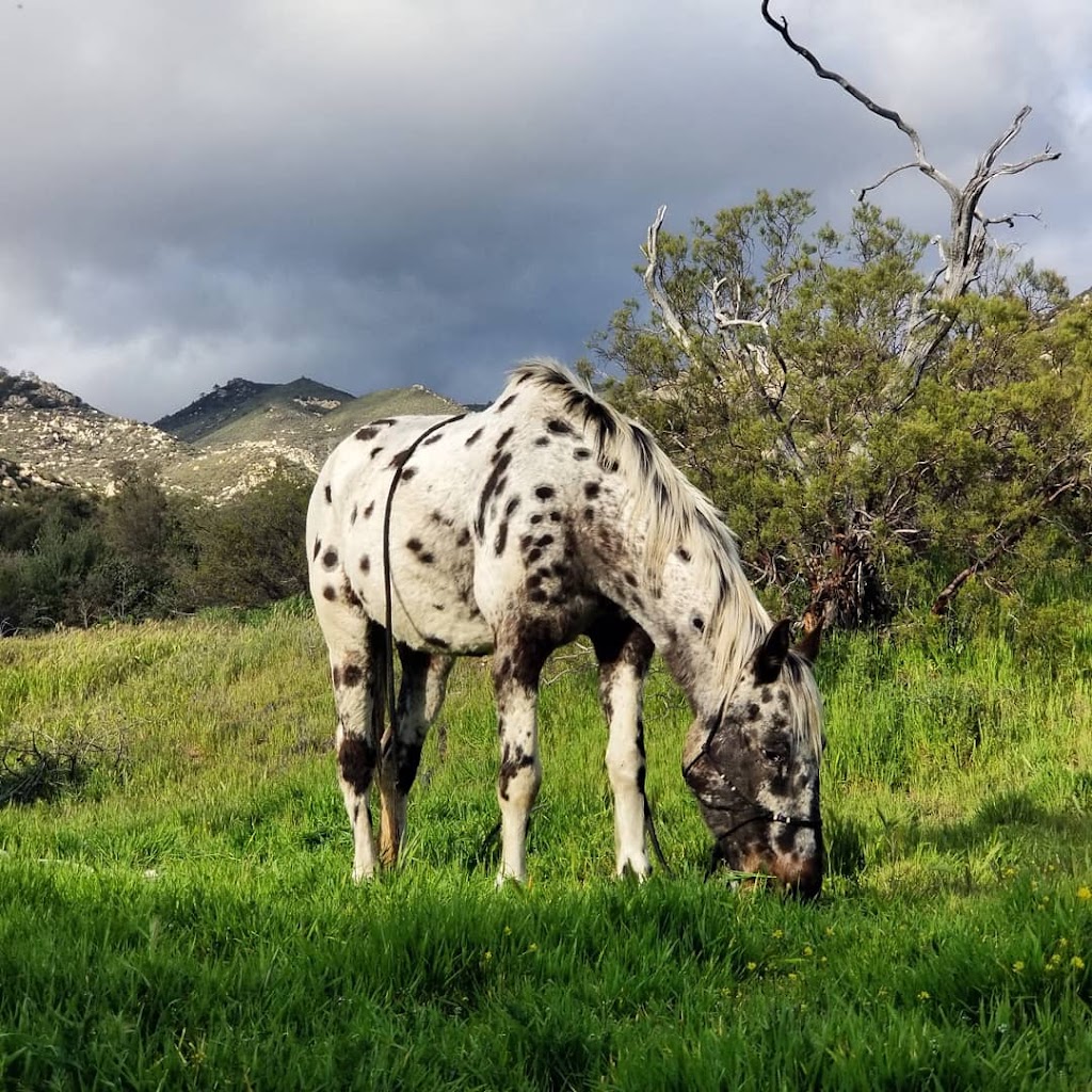 Silver Horse Retreat | 28091 Old Mine Rd, Ranchita, CA 92066, USA | Phone: (760) 445-3580