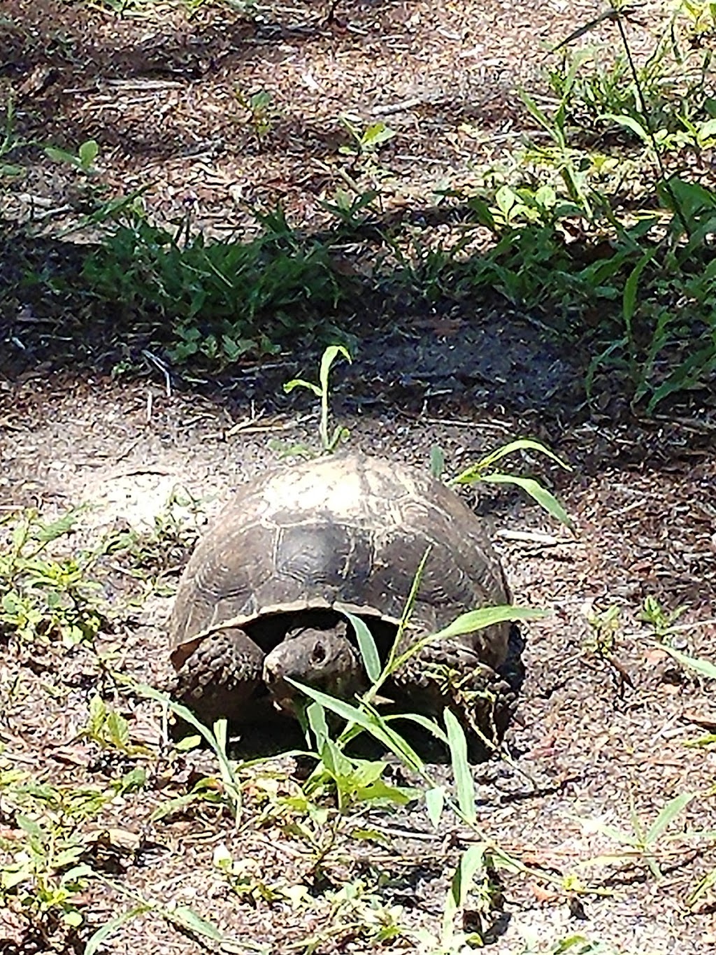 Fred Howard Park: Playground Area | 1700 Sunset Dr, Tarpon Springs, FL 34689, USA | Phone: (727) 464-3000