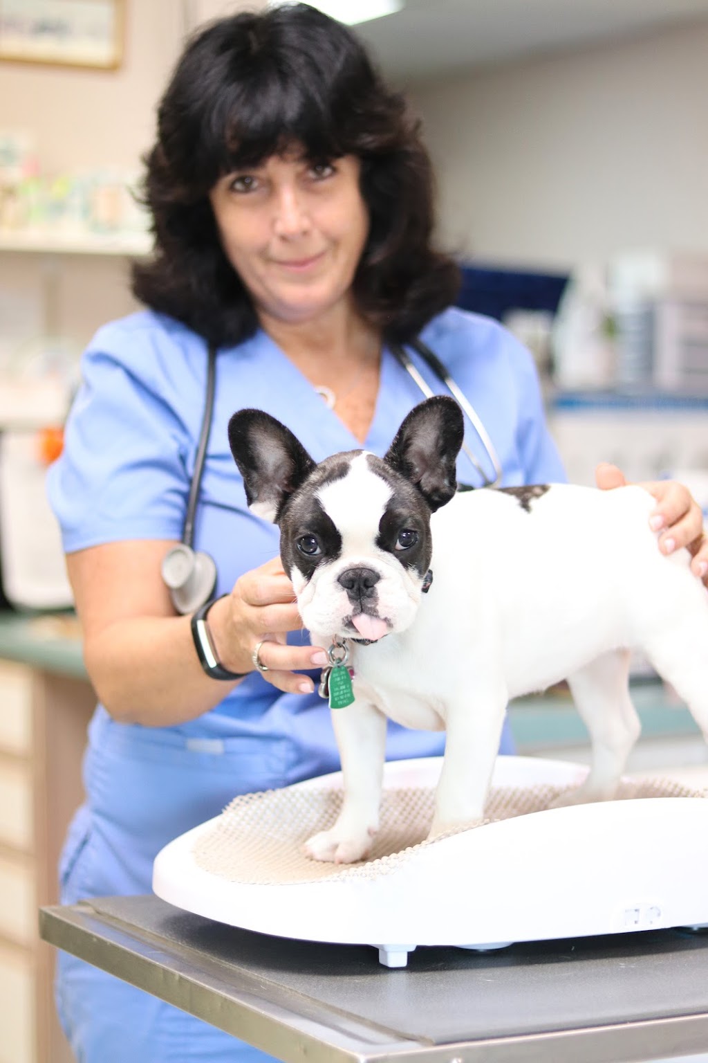 Paris Veterinary Clinic, PLC | 1805 Main St, Paris, KY 40361, USA | Phone: (859) 987-7278