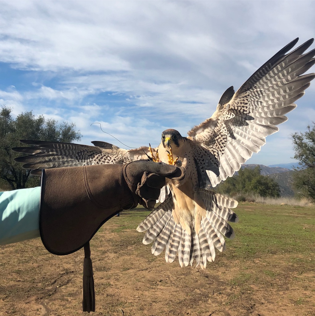 Sky Falconry | 593 Anderson Truck Trail, Alpine, CA 91901, USA | Phone: (619) 722-0092